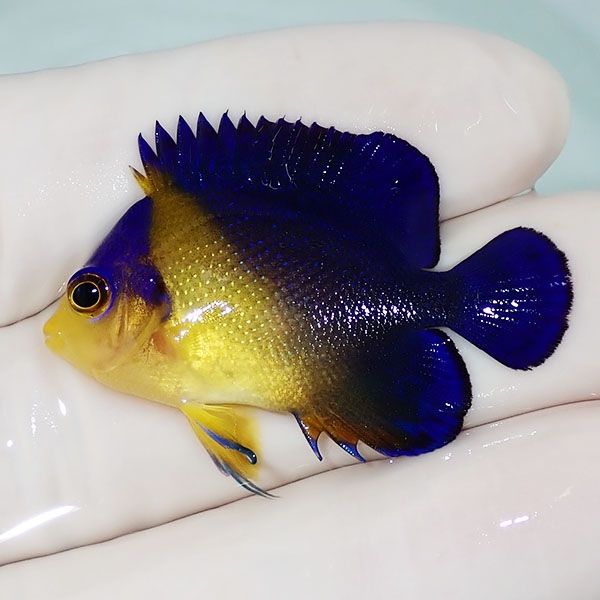 【現物16】スミレヤッコ 3.8cm±! 海水魚 ヤッコ 15時までのご注文で当日...
