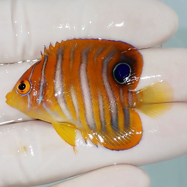 【現物1】ニシキヤッコ 4cm±!海水魚 ヤッコ15時までのご注文で当日発送(...