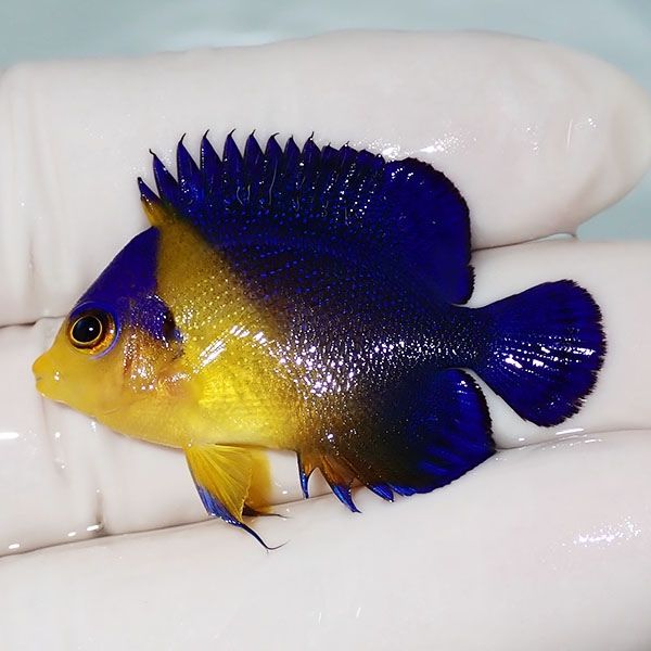 【現物2】スミレヤッコ 4cm±! 海水魚 ヤッコ 15時までのご注文で当日発...