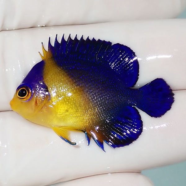 【現物10】スミレヤッコ 3.5cm±! 海水魚 ヤッコ 15時までのご注文で当日...