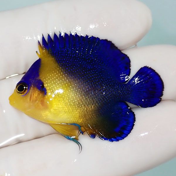 【現物12】スミレヤッコ 4.2cm±! 海水魚 ヤッコ 15時までのご注文で当日...