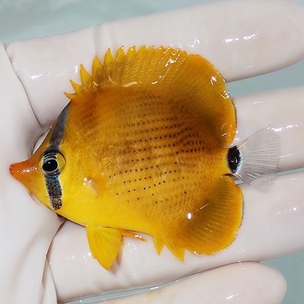 【現物2】レモンチョウ 6cm±! 海水魚 チョウチョウウオ 15時までのご注...