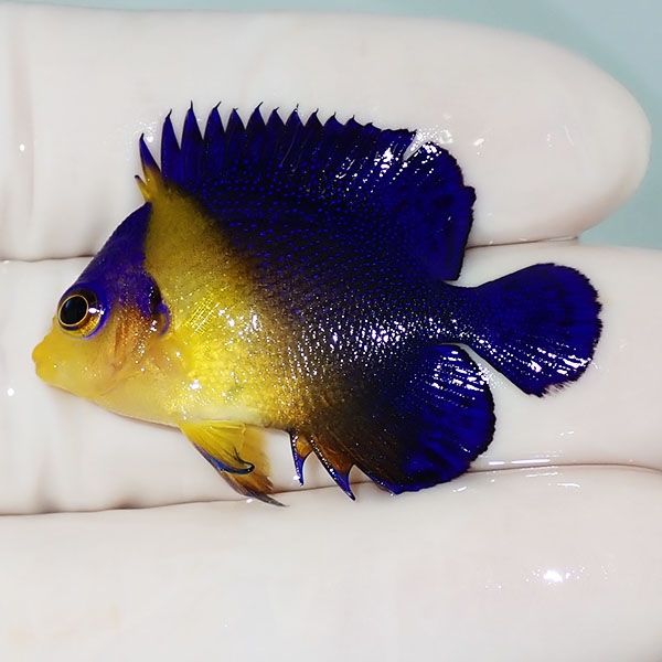 【現物23】スミレヤッコ 4cm±! 海水魚 ヤッコ 15時までのご注文で当日発...