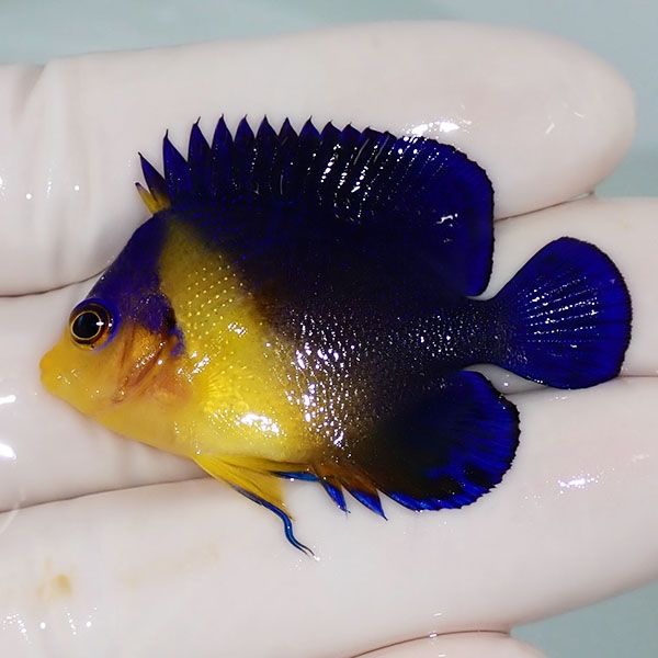 【現物18】スミレヤッコ 4.5cm±! 海水魚 ヤッコ 15時までのご注文で当日...