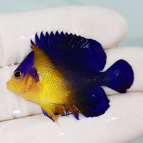 【現物19】スミレヤッコ 4cm±! 海水魚 ヤッコ 15時までのご注文で当日発...