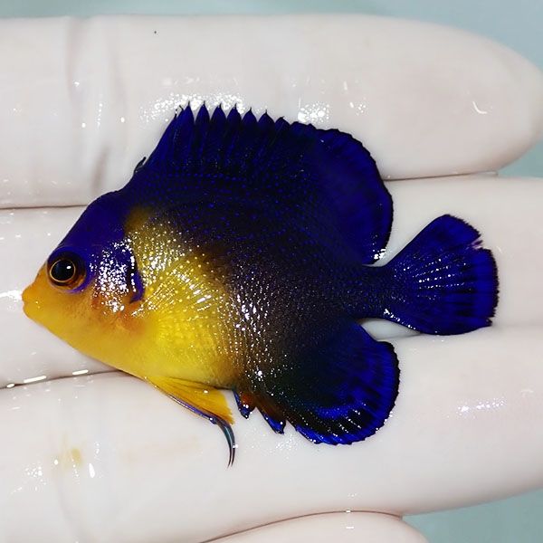 【現物20】背びれ奇形 スミレヤッコ 4.5cm±! 海水魚 ヤッコ 15時までの...