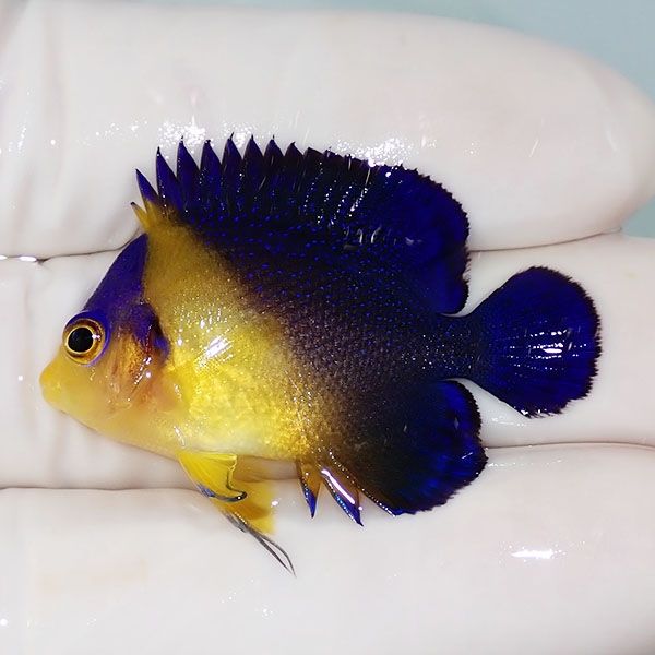 【現物21】スミレヤッコ 4cm±! 海水魚 ヤッコ 15時までのご注文で当日発...