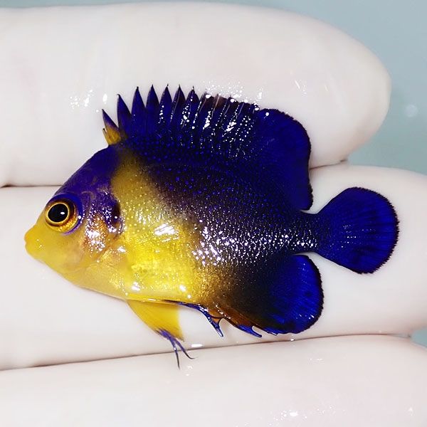 【現物22】スミレヤッコ 3.5cm±! 海水魚 ヤッコ 15時までのご注文で当日...