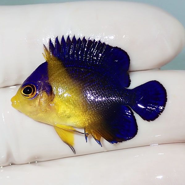 【現物24】スミレヤッコ 3.5cm±! 海水魚 ヤッコ 15時までのご注文で当日...