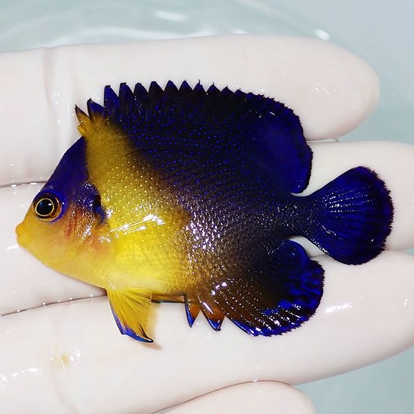 【現物25】スミレヤッコ 5.5cm±! 海水魚 ヤッコ 15時までのご注文で当日...