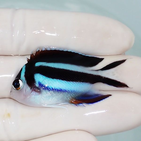 【現物1】ベルスエンゼル♀ （オーネイトエンゼル）4.5cm±海水 生体 ヤッ...