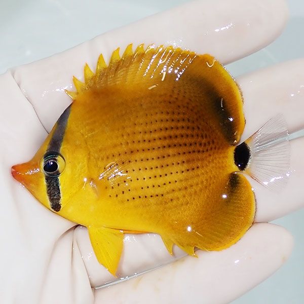 【現物1】レモンチョウ 7cm±! 海水魚 チョウチョウウオ 15時までのご...
