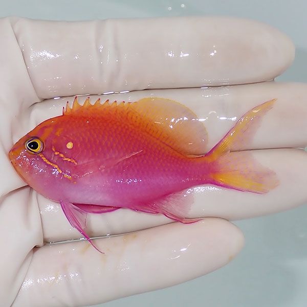 【現物1】ハナゴンベ 6.5cm±!海水魚 ハナダイ15時までのご注文で当日発...