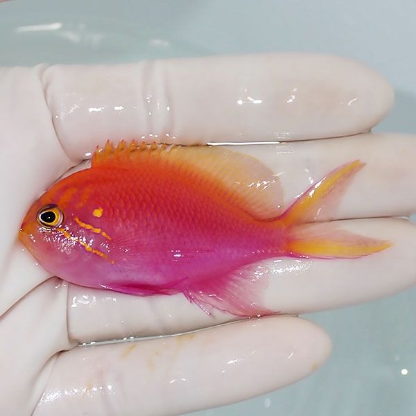 【現物2】ハナゴンベ 7cm±!海水魚 ハナダイ15時までのご注文で当日発送...