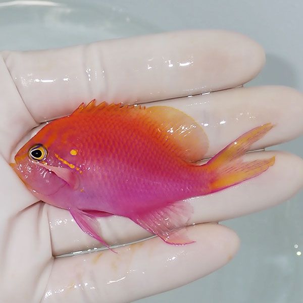 【現物3】ハナゴンベ 7.5cm±!海水魚 ハナダイ15時までのご注文で当日発...