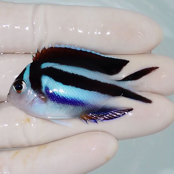 【現物2】ベルスエンゼル♀ （オーネイトエンゼル）5.5cm± ! 海水魚 ヤッ...