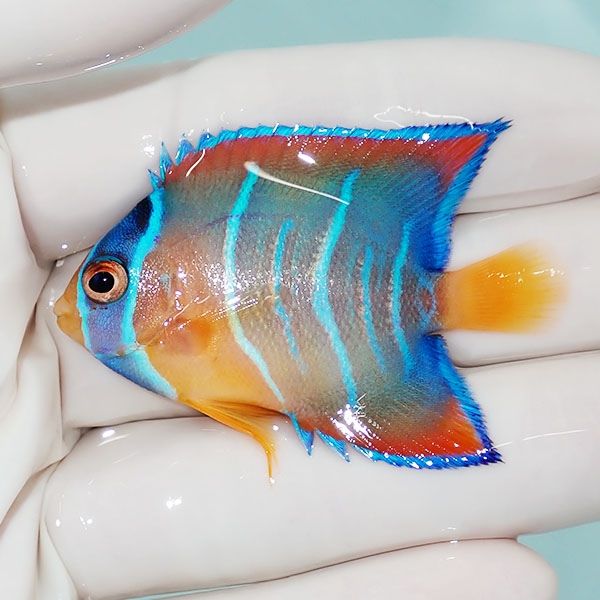 【現物1】クイーンエンゼル 5.5cm± !海水魚 ヤッコ 15時までのご注文で...