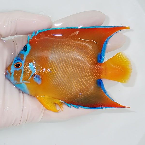 【現物2】クイーンエンゼル 11.5cm± !海水魚 ヤッコ 15時までのご注文で...