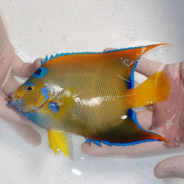 【現物3】クイーンエンゼル 16.5cm± !海水魚 ヤッコ 15時までのご注文で...