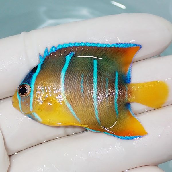 【現物4】ブルーエンゼル 5cm± カリブ産!海水魚 ヤッコ 15時までのご注...