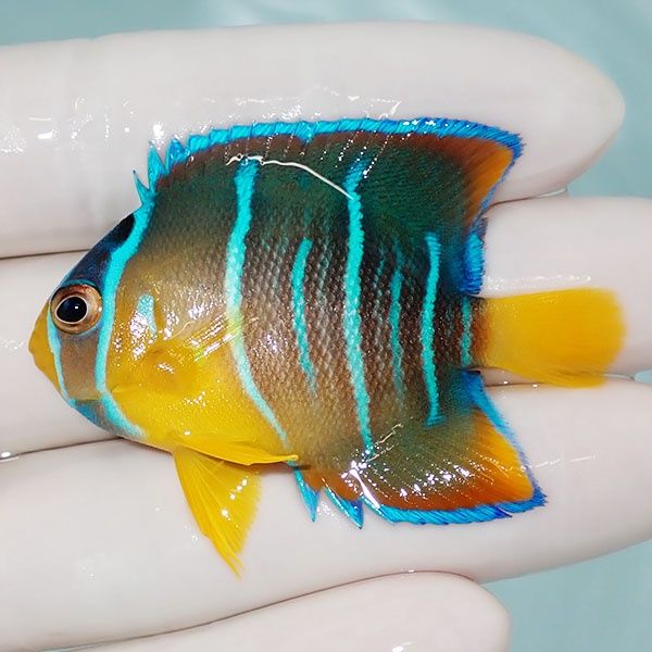 【現物5】ブルーエンゼル 5.5cm± カリブ産!海水魚 ヤッコ 15時までのご...
