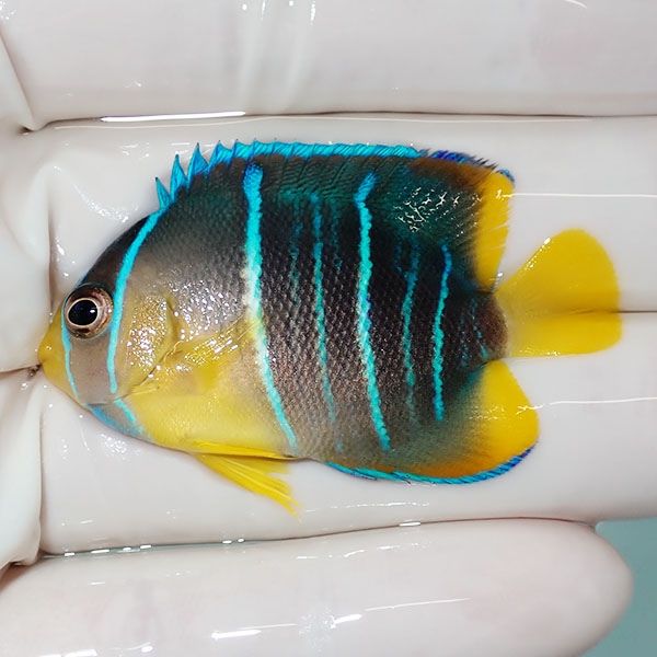【現物6】ブルーエンゼル 5cm± カリブ産!海水魚 ヤッコ 15時までのご注...