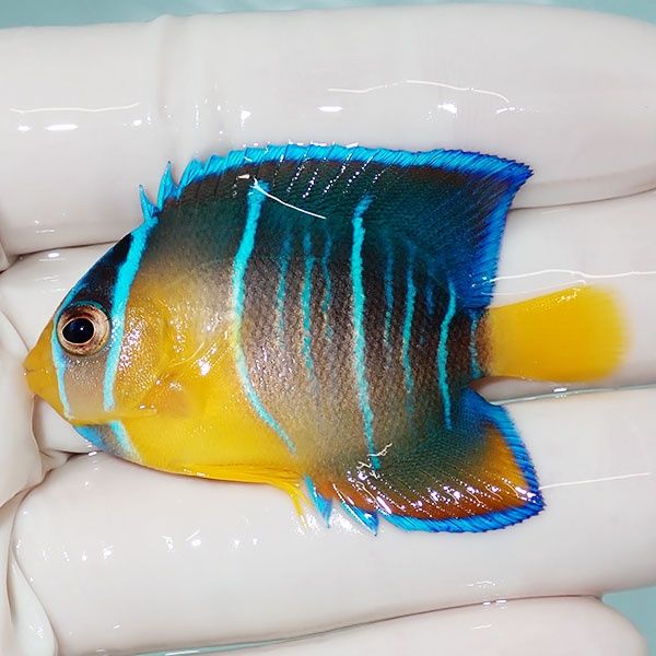 【現物1】タウンゼントエンゼル 5.3cm± !海水魚 ヤッコ 15時までのご注...