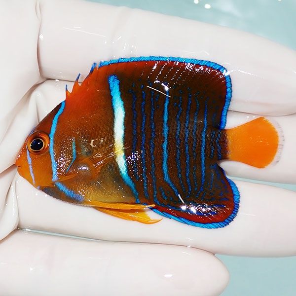 【現物1】パッサーエンゼル 6.5cm± ! 海水魚 ヤッコ 15時までのご注文...