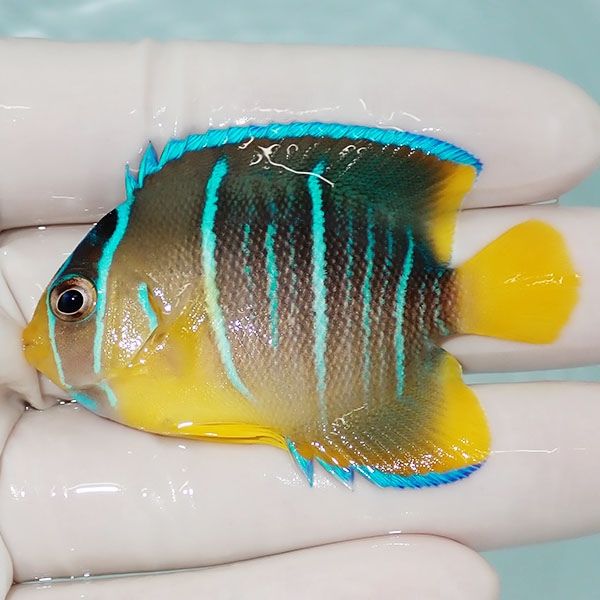 【現物7】ブルーエンゼル 6cm± !海水魚 ヤッコ 15時までのご注文で当日...