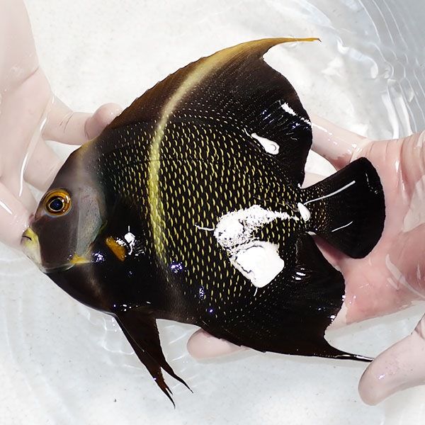 【現物1】フレンチエンゼル 18cm±±!海水魚 ヤッコ 15時までのご注文で当...