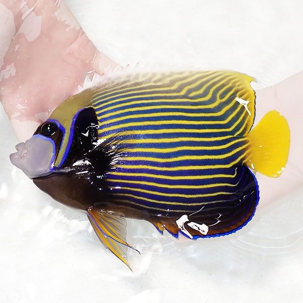 【現物1】粒エサOK タテジマキンチャクダイBIG 22.5cm±!海水魚 ヤッコ ...