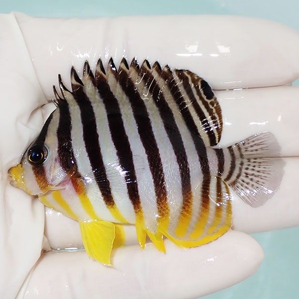 【現物5】シマヤッコ 6.5cm±! 海水魚 生体 15時までのご注文で当日発送(...