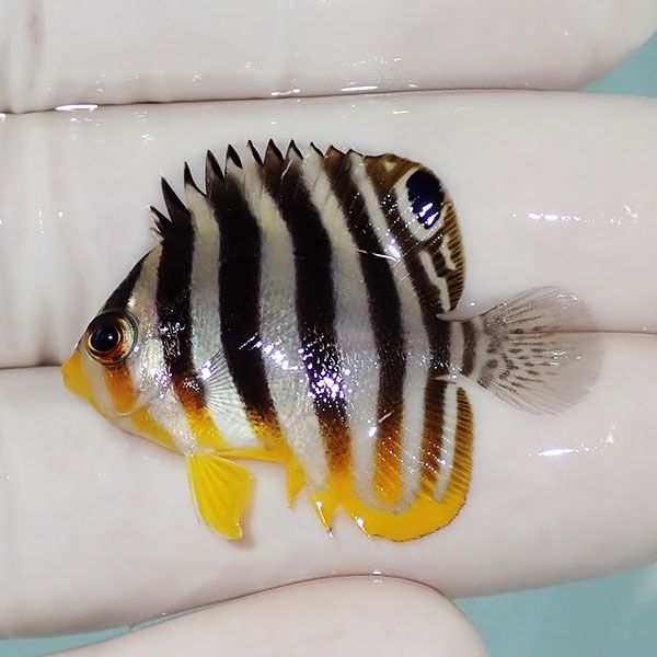 【現物2】シマヤッコ 3.5cm±! 海水魚 生体 15時までのご注文で当日発送(...