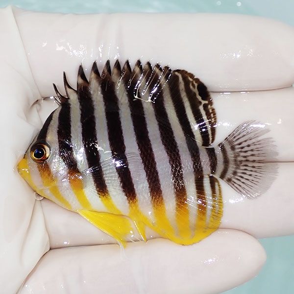 【現物14】シマヤッコ 6cm±! 海水魚 生体 15時までのご注文で当日発送(t...