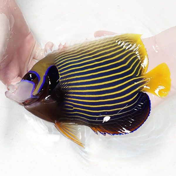 【現物2】粒エサOK タテジマキンチャクダイBIG 21cm±!海水魚 ヤッコ 15...