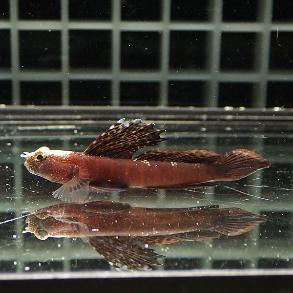 【現物2】ホタテツノハゼ 5.2cm±!海水魚 ハゼ 15時までのご注文で当日発...