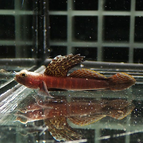 【現物3】ホタテツノハゼ 4.5cm± !海水魚 ハゼ 15時までのご注文で当日...