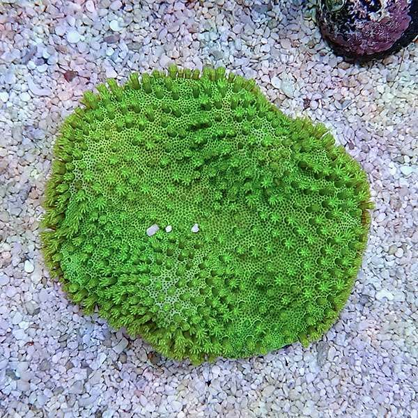 【サンゴ現物4】ウミキノコ メタリックグリーン 7-7cm!15時までのご注文...