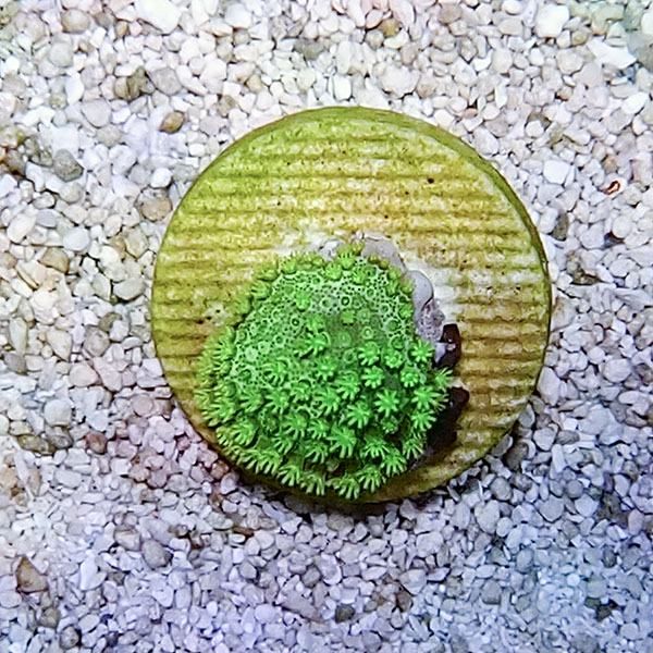 【サンゴ現物5】ウミキノコ メタリックグリーン 2-2.5cm!15時までのご注...