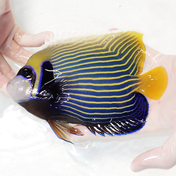 【現物3】粒エサOK タテジマキンチャクダイ 18.5cm±!海水魚 ヤッコ 15...