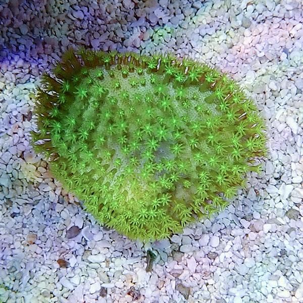 【サンゴ現物6】ウミキノコ メタリックグリーン 4-5cm!15時までのご注文...