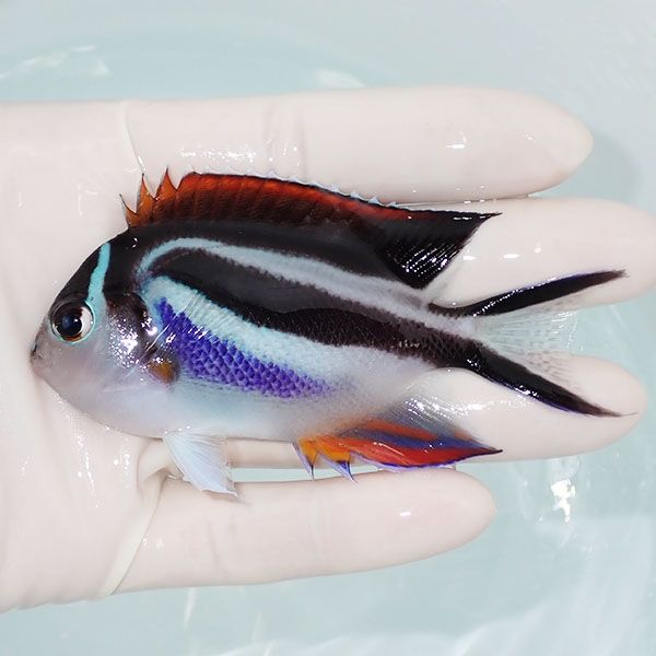 【現物3】ベルスエンゼル♀ （オーネイトエンゼル）9cm± !海水 生体 ヤッ...