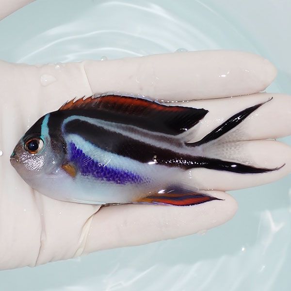 【現物1】ベルスエンゼル♀ （オーネイトエンゼル）9cm± !海水 生体 ヤッ...