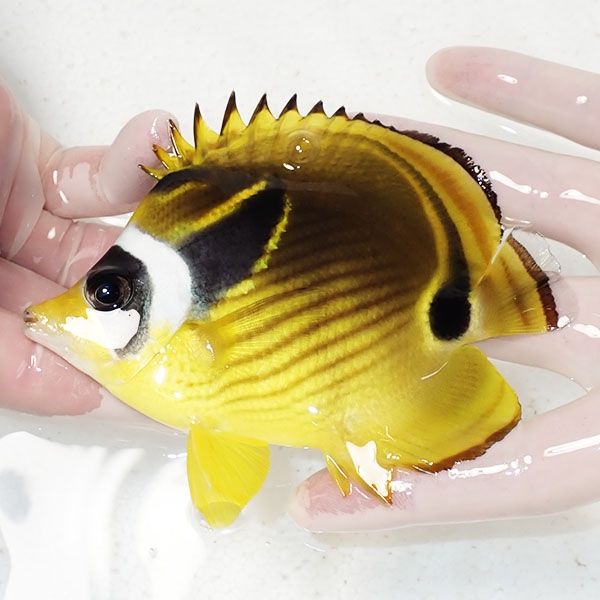 【現物1】チョウハン12cm±!チョウチョウウオ 海水魚 生体 15時までのご...