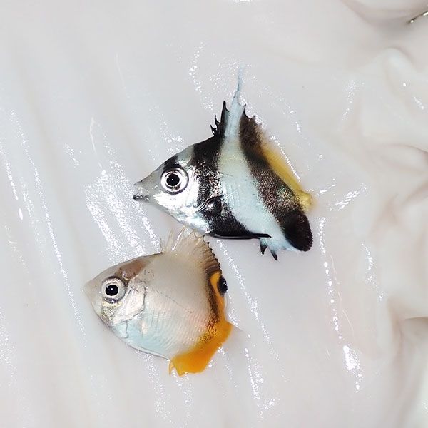 【現物】マメチョウ2匹セット 2cm±!海水魚 チョウチョウウオ 15時までの...