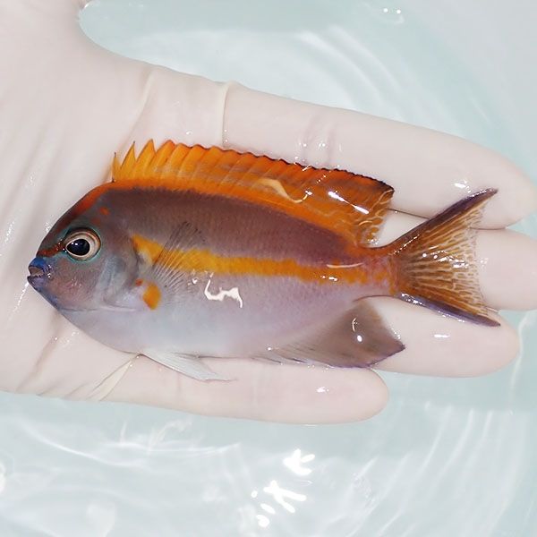 【現物4】ベルスエンゼル ♂ 10cm±! 海水魚 ヤッコ 15時までのご注文で当...