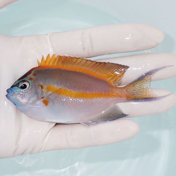 【現物5】ベルスエンゼル ♂ 9cm±! 海水魚 ヤッコ 15時までのご注文で当...