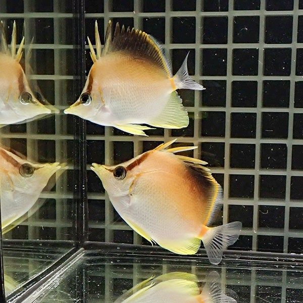 【現物】カリビアンロングスナウト ペア 6cm± 7.5cm±! 海水魚 チョウチ...