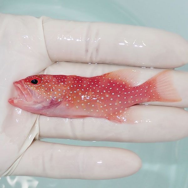 【現物1】オジロバラハタ 7.5cm± !海水魚 生体 15時までのご注文で当日...