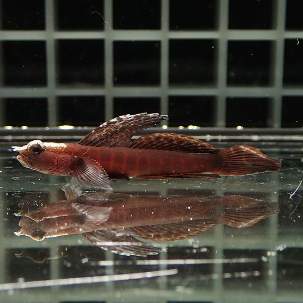 【現物1】ホタテツノハゼ 5cm !海水魚 ハゼ15時までのご注文で当日発...